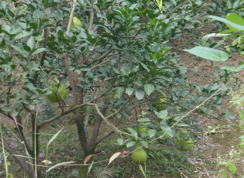 Chinese great-fruit.